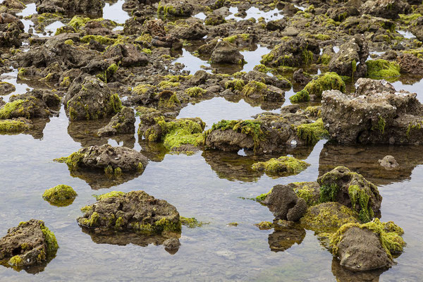 Coastal landscape with algae or seaweed and large rocks, Reef,Seaweed field, Cánh Đồng Rong Biển, Ninh Thuận, Vietnam,VietNam,Asia