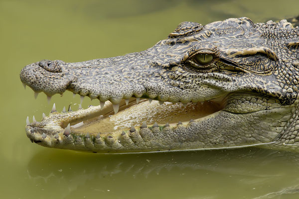 Siamesisches Krokodil (Crocodylus siamensis), Nationalpark Khao Yai, Thailand, Asien