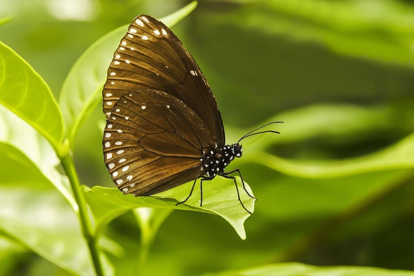 Tropical butterfly (Euploea mulciber), Malaysia, Asia