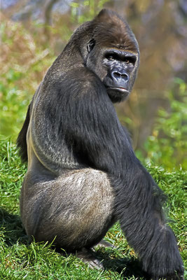 Westerlicher männlicher Flachlandgorilla,(gorilla gorilla) Motiv wurde mit Dia-Film aufgenommen