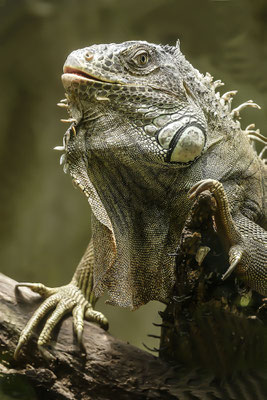 Grüner Leguan (Iguana iguana), Zoo Singapore,Lebensraum Süd- und Mittelamerka
