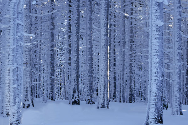 Verschneite Tannen auf dem Gipfel des Brockens, Sachsen-Anhalt, Nationalpark Harz, Braunlage, Deutschland  (Motiv wurde mit Diafilm aufgenommen)