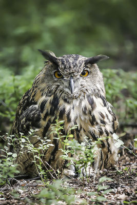 Eurasian Eagle owl (Bubo bubo), Bavarian Forest natural preserve, Bavaria, Germany, Europe