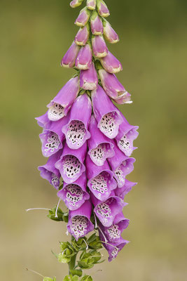 Foxglove (Digitalis purpurea), North Rhine-Westphalia, Germany, Europe