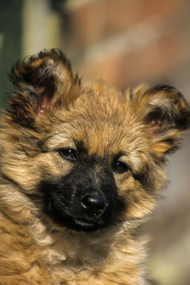 Harzer Fuchs or Harz Fox dog,puppy (Canidae), German dog breed ( - taken with slide film -)