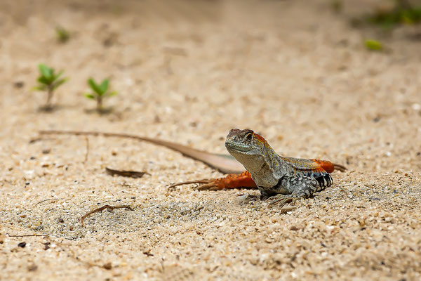 Common butterfly lizard (Leiolepis belliana), in sand, Hong Ong Island, Vietnam, Asia