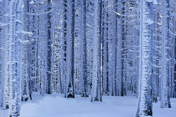 Verschneite Tannen auf dem  Weg zum Gipfel des Brocken, Nationalpark  Harz, Deutschland,Europa (Motiv wurde mit Diafilm aufgenommen)