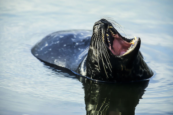 Seehund (Phoca vitulina) Helgoland Schleswig-Holstein Deutschland  (Motiv wurde mit Diafilm aufgenommen)