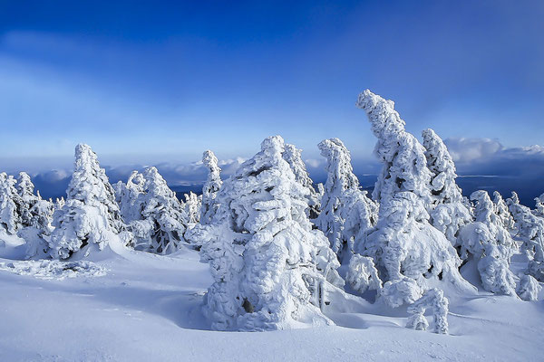 Verschneite Tannen auf dem Gipfel des Brocken, Nationalpark  Harz,  Deutschland  (Motiv wurde mit Diafilm aufgenommen)