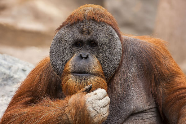 Orang-Borneo-Orang-Utan (Pongo pygmaeus), Tierporträt eines Männchens, Borneo, Asien