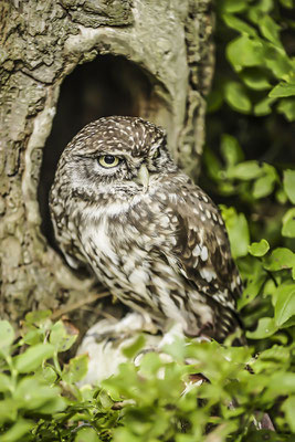 Sperlingskauz (Glaucidium passerinum), Naturschutzgebiet Bayerischer Wald, Bayern, Deutschland, Europa