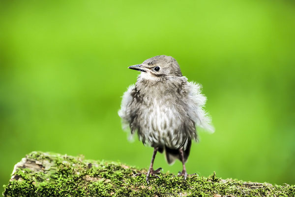 Europäischer Star, junger Singvogel,juvenil (Vulgaris Common), Niedersachsen, Deutschland, Europa  (Motiv wurde mit Diafilm aufgenommen)