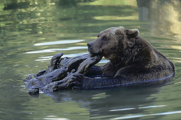 Europäischer Braunbär (Ursus, Arctos)  (Motiv wurde mit Diafilm aufgenommen)