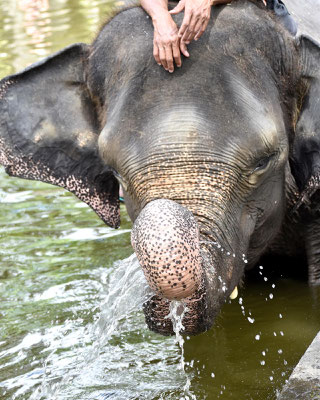 mason-elephant-park