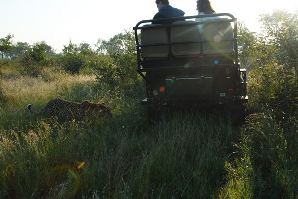 safari-sabi-sand-so-nah
