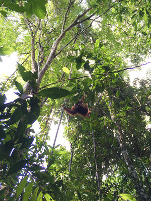 orang-utan-maenchen-sumatra