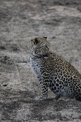 leopard-sabi-sands