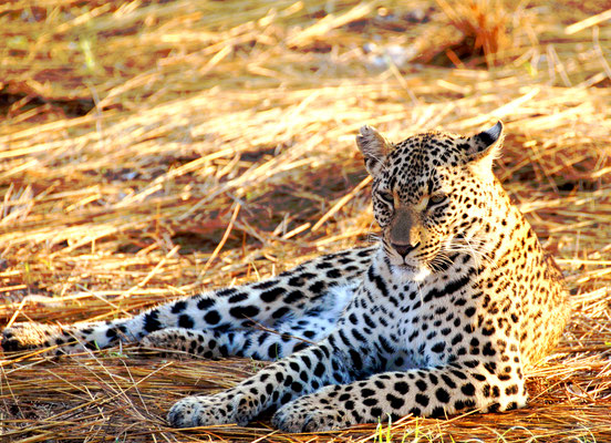 sabi-sand-leopard