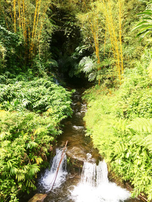 akaka-falls