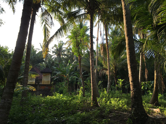 nusa-penida-urwald
