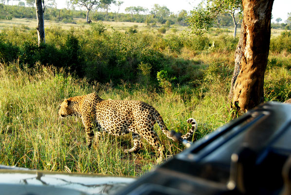 sabi-sand-leopard