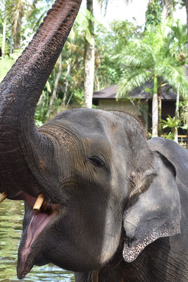 mason-elephant-park
