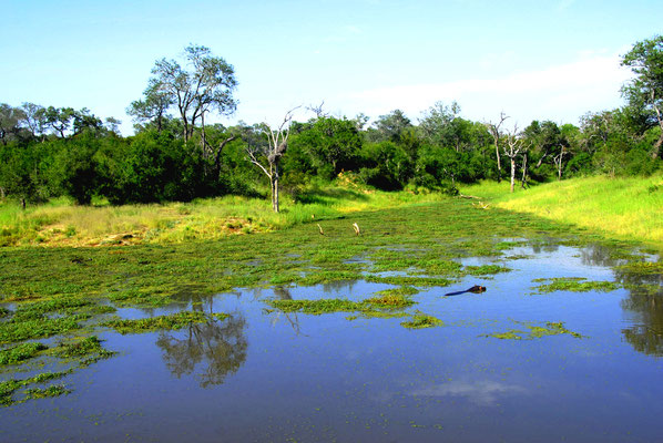 sabi-sand-krueger-nationalpark