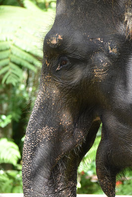 mason-elephant-park