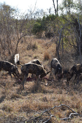 wildhunde-sabi-sands