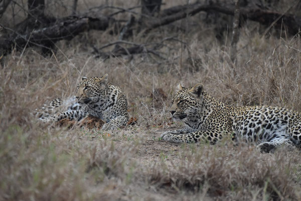 leoparden-sabi-sands