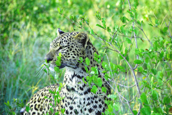 sabi-sand-leopard