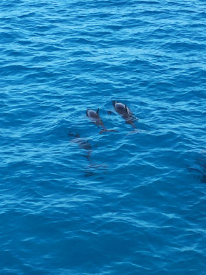 delfine-malediven