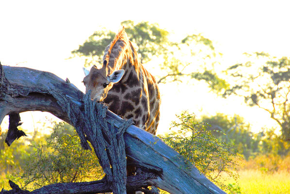 sabi-sand-giraffe