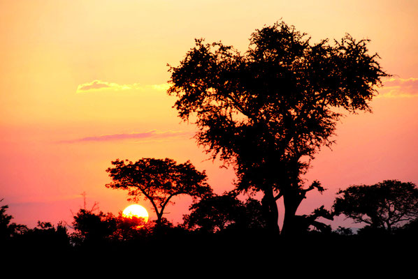 sabi-sand-safari-sonnenaufgang