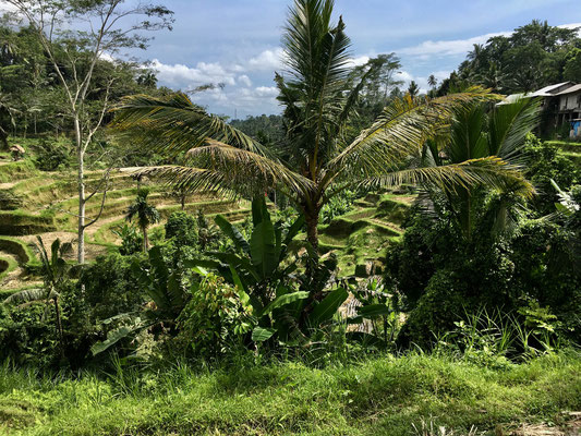 tegallalang-reisterrassen-bali