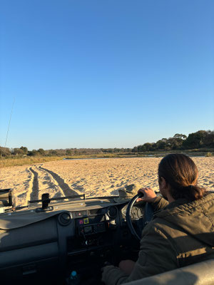 sabi-sands-safari