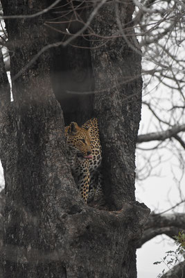 leopard-sabi-sands