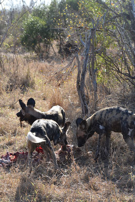 wildhunde-sabi-sands