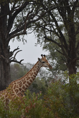giraffe-sabi-sands