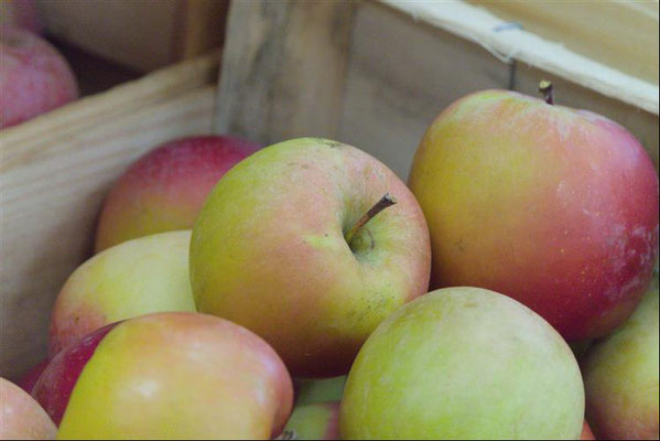 Pommes vendues au magasin Plein Champ
