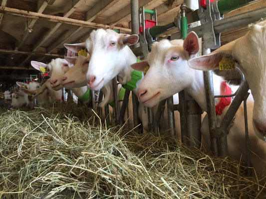 Les chèvres dans leur nouvelle étable dans les Monts du Luonnais