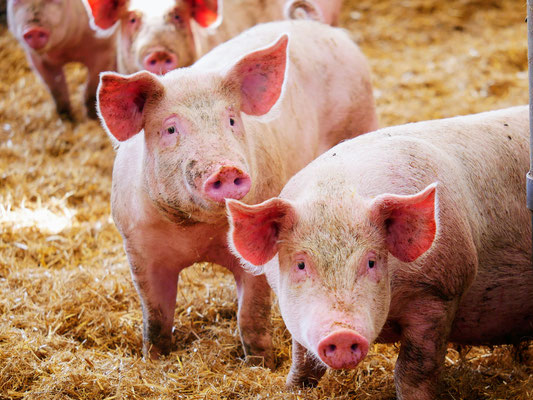 Porc fermier dans la Loire 42