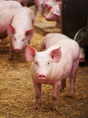 Porc fermier vendu au magasin Plein champ