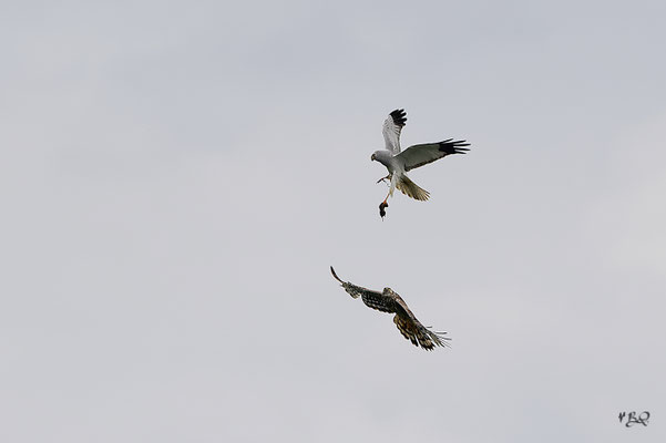 Passage de proie en vol entre le mâle et la femelle Busard St Martin