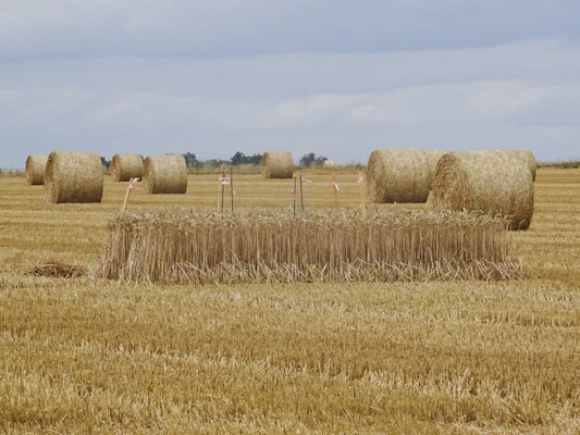 Cage préservée grâce à la coopération de l'agriculteur.