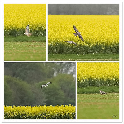 Buse variable atypique et en bas à gauche Busard St Martin mâle, champs de colza