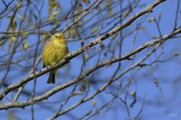 Bruant jaune, chantant, en plumage nuptial, sur une zone arbustive, entre un pré et un champ.