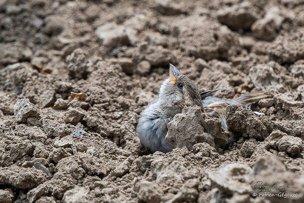 Moineau domestique