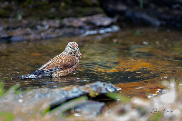 Linotte mélodieuse