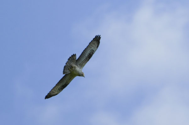 Bondrée apivore, rapace qui peut être confondu avec la Buse variable, mais la queue est plus longue avec des " rayures" et la tête est mince et saillante ( cou de pigeon ). C'est un oiseau migrateur qui arrive en avril en Europe.